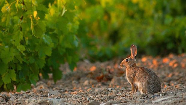 La DO Bierzo pide a los cotos de caza que colaboren contra los conejos